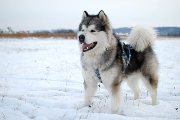 Anjing Malamute Alaska: Pesona dan Kekuatan dari Hewan Kutub yang Tahan Lama