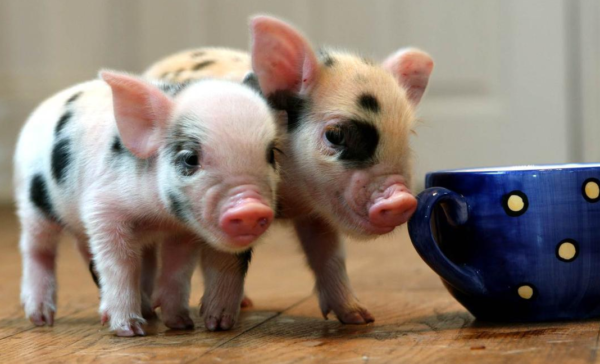 Babi Mini: Pesona Kecil dengan Kelembutan yang Membahagiakan