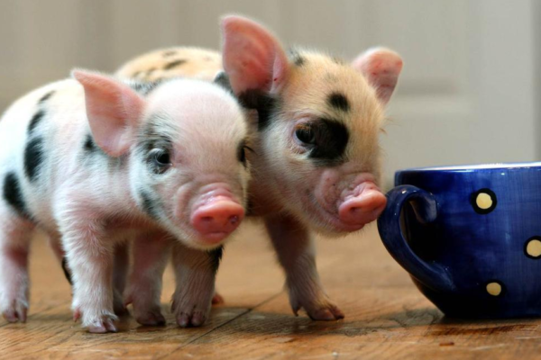 Babi Mini: Pesona Kecil dengan Kelembutan yang Membahagiakan