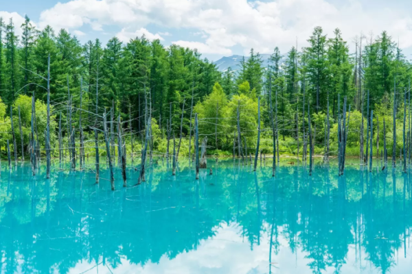 Pesona Keajaiban Alam di Biei Blue Pond, Hokkaido
