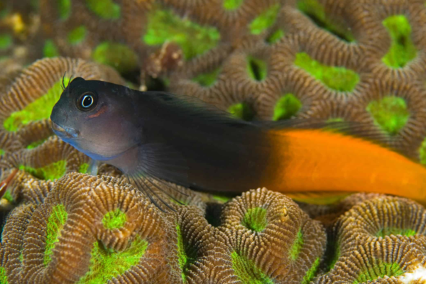Eksplorasi Keunikan Blenny Fish: Pesona dan Panduan Perawatan dalam Akuarium