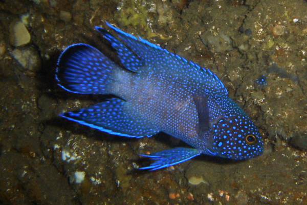 Mengenal Keanggunan Blue Devil: Pesona dan Fakta Menarik Tentang Ikan Blue Devil