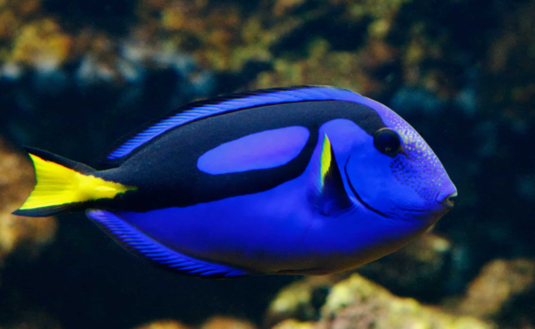 Keajaiban Kecantikan Laut: Memahami Keunikan Ikan Blue Tang