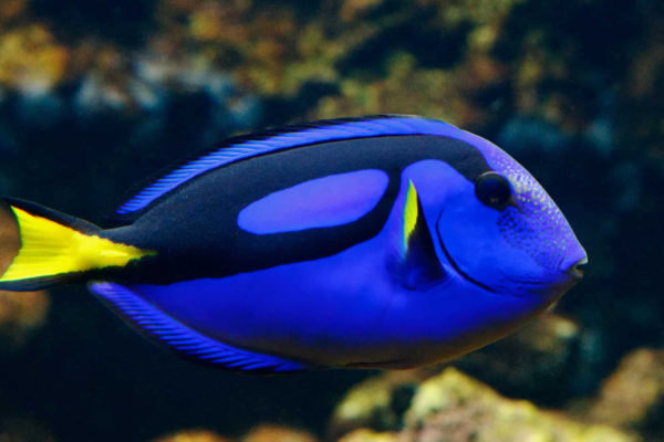 Keajaiban Kecantikan Laut: Memahami Keunikan Ikan Blue Tang