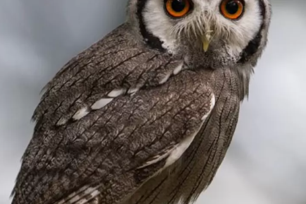 Mengungkap Misteri Burung Hantu Borealis: Pesona dan Keunikan di Dunia Malam
