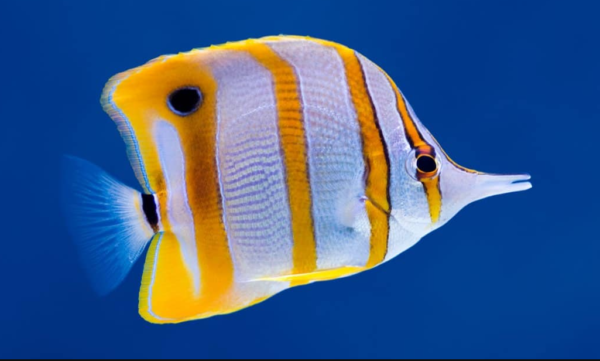 Ikan Butterfly Fish: Keindahan yang Melayang di Dasar Laut