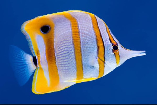 Ikan Butterfly Fish: Keindahan yang Melayang di Dasar Laut