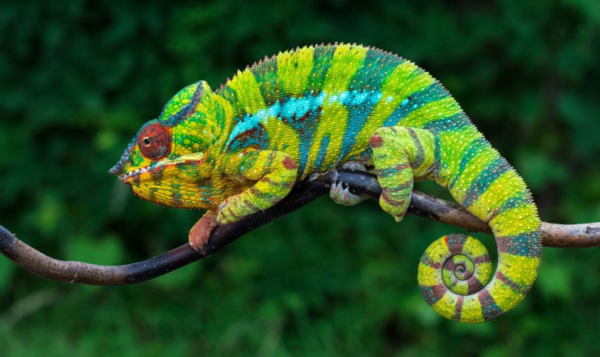 Chameleon: Misteri dan Pesona dalam Dunia Reptil Peliharaan