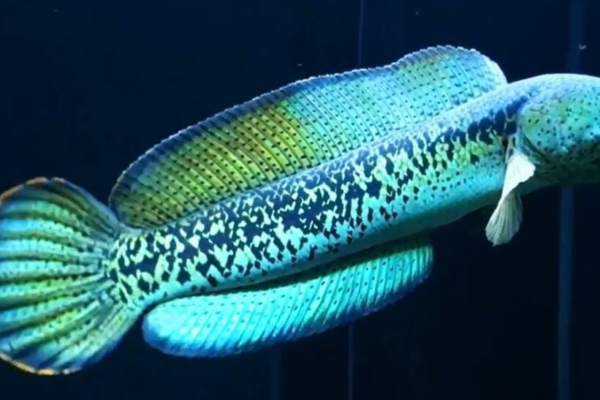 Channa Barca: Keanggunan Ikan Predator dari Sungai Barito