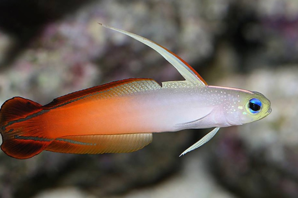 Keindahan yang Menyala: Pesona dan Tips Perawatan Firefish di Dalam Akuarium