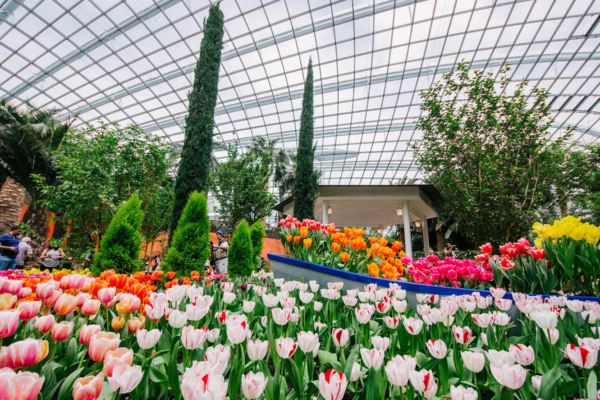 Flower Dome: Keindahan Taman Bunga Tropis di Jantung Kota