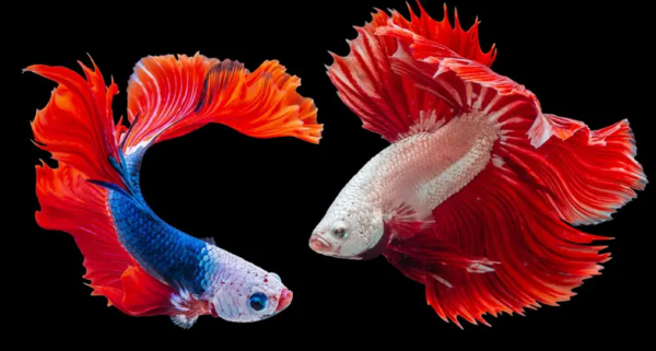 Ikan Cupang: Pesona dan Kecantikan Hiasan yang Eksotis