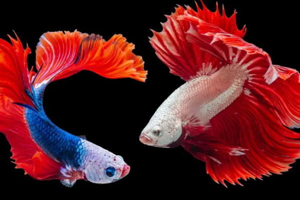 Ikan Cupang: Pesona dan Kecantikan Hiasan yang Eksotis