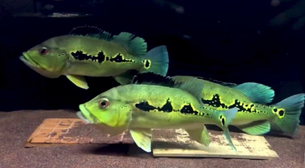 Eksotisme Ikan Peacock Bass: Panduan Lengkap Memelihara Sang Raja di Akuarium