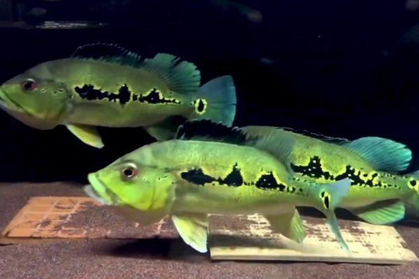 Eksotisme Ikan Peacock Bass: Panduan Lengkap Memelihara Sang Raja di Akuarium