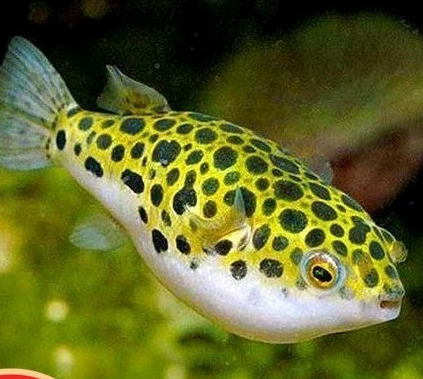 Menelusuri Keunikan Ikan Puffer: Pesona dan Perawatan dalam Akuarium