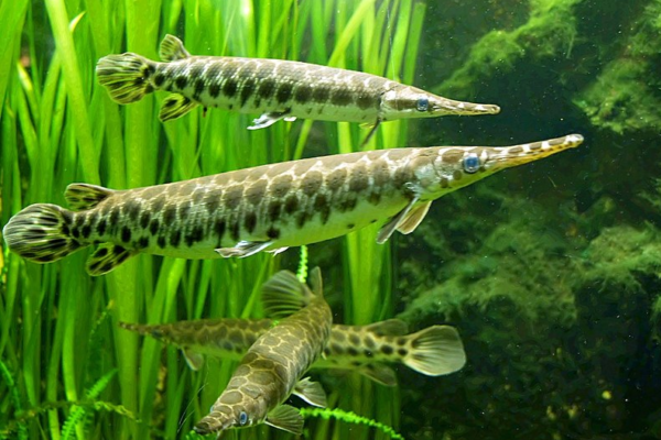 Misteri Kegagahan Ikan Alligator: Panduan Lengkap Memelihara Pemangsa Air Tawar