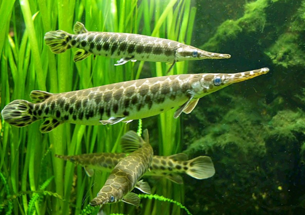 Misteri Kegagahan Ikan Alligator: Panduan Lengkap Memelihara Pemangsa Air Tawar