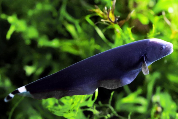Eksplorasi Keunikan Ikan Black Ghost: Keindahan Misterius di Akuarium
