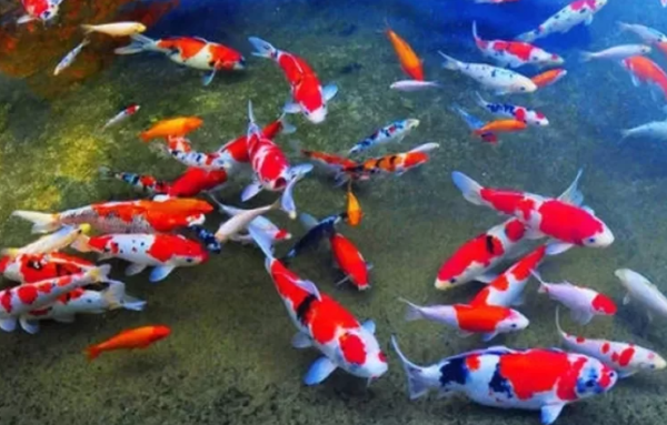 Ikan Koi: Keindahan yang Menawan di Dunia Perairan