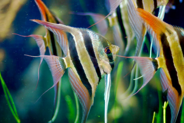 Misteri dan Keindahan Ikan Manfish: Eksplorasi Dunia Unik di Dalam Akuarium