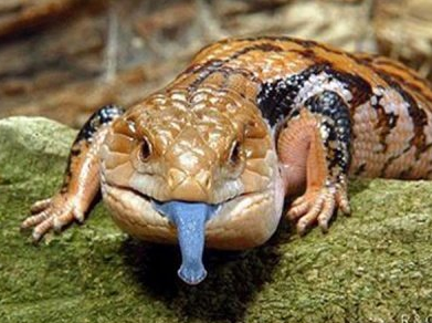 Kadal Blue-Tongued Skink: Keunikan dan Kecantikan dalam Reptil Peliharaan