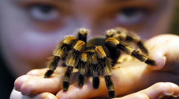 Laba-laba Tarantula: Keindahan di Balik Kaki Berbulu dan Racun yang Menyelamatkan”