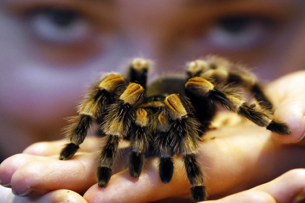 Laba-laba Tarantula: Keindahan di Balik Kaki Berbulu dan Racun yang Menyelamatkan”