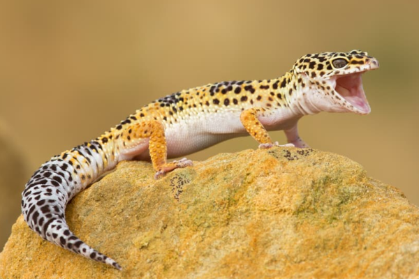 Leopard Gecko: Kecantikan dan Keunikan dari Reptil Eksotis