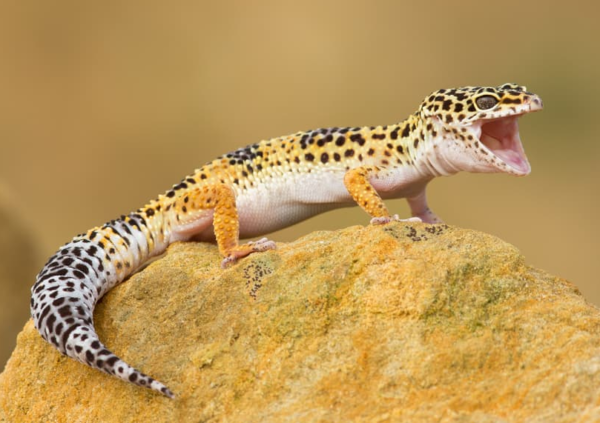 Leopard Gecko: Kecantikan dan Keunikan dari Reptil Eksotis