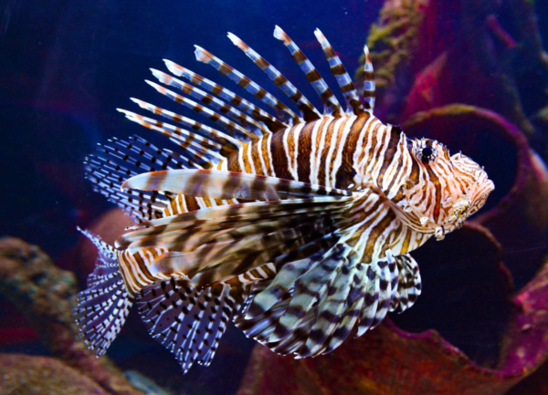 Ikan Lionfish: Pesona Eksotis yang Memukau di Dunia Akuarium