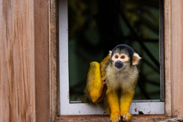 Monyet Squirrel: Mengungkap Keunikan Hewan yang Lucu dan Aktif