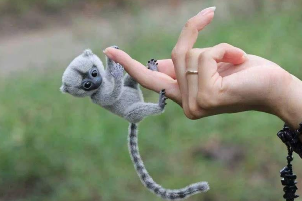 Monyet Finger: Kecerdasan dalam Kecil yang Memukau