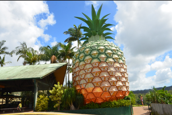 Melihat Lebih Dekat The Big Pineapple: Ikon Wisata Australia yang Mengejutkan