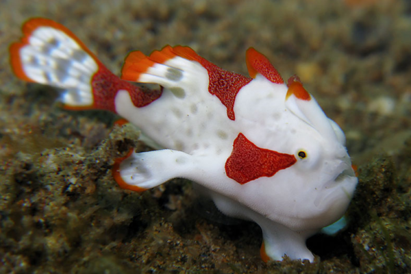 Warty Frogfish: Misteri dan Keunikan di Dasar Laut