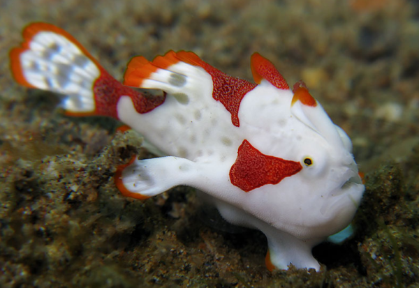 Warty Frogfish: Misteri dan Keunikan di Dasar Laut