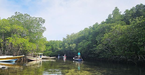 Pesona Wisata Mangrove di Desa Jungutbatu: Perpaduan Keindahan Alam dan Konservasi