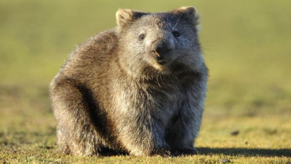 Wombat: Keunikan dan Kecantikan Makhluk Menggemaskan dari Australia