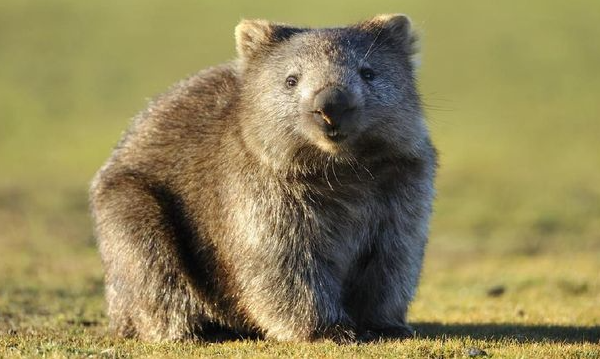 Wombat: Keunikan dan Kecantikan Makhluk Menggemaskan dari Australia