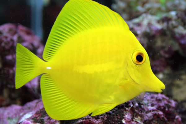 Pesona Ikan Yellow Tang: Eksotisme di Dasar Laut