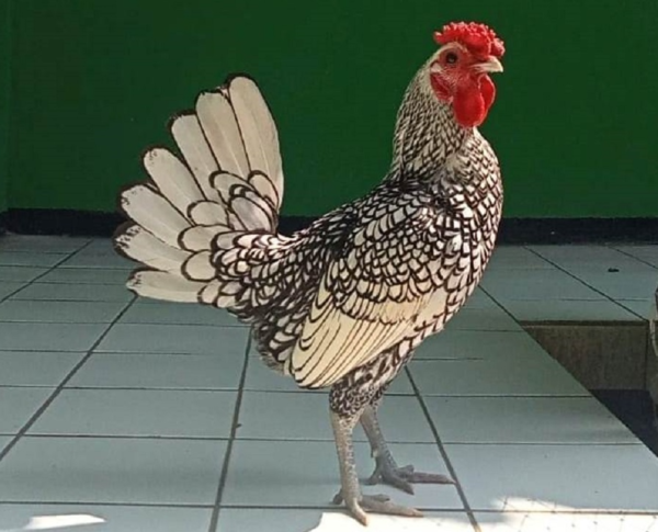 Keindahan dan Keunikan Ayam Hias: Panduan Lengkap Memelihara dan Menjaga Kecantikan Mereka