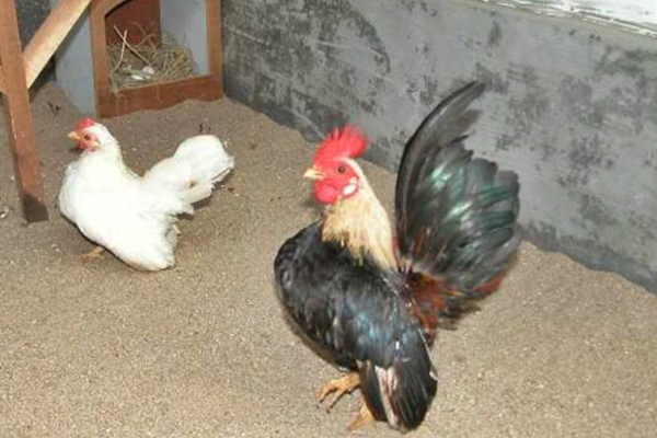 Ayam Serama: Keindahan Miniatur dalam Kesenangan Peternakan