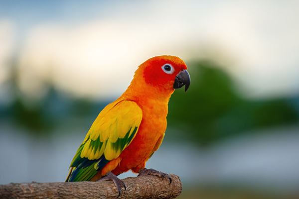 Kecerdasan dan Keunikan Burung Beo: Panduan Lengkap Merawat Sahabat Bicara Anda