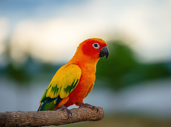 Kecerdasan dan Keunikan Burung Beo: Panduan Lengkap Merawat Sahabat Bicara Anda