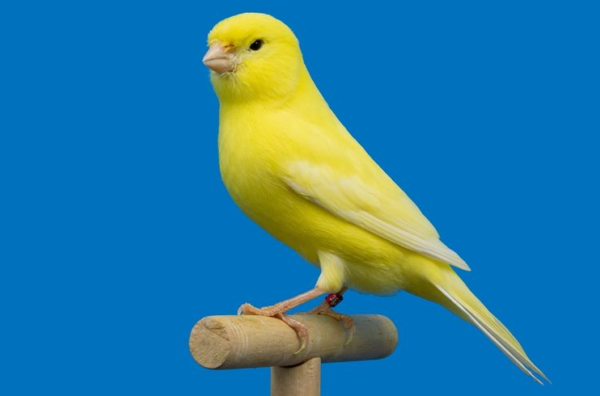 Burung Kenari: Keindahan Suara dan Pesona Warna dalam Kicauan
