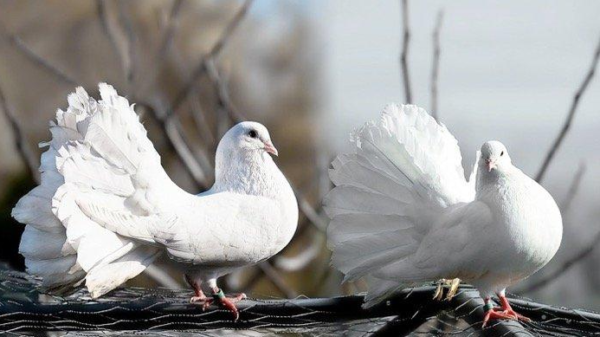 Burung Merpati: Elegansi dan Kecerdasan di Udara Biru