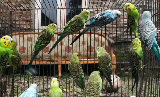 Burung Parkit: Pesona Kecil yang Membawa Kebahagiaan dalam Kehidupan
