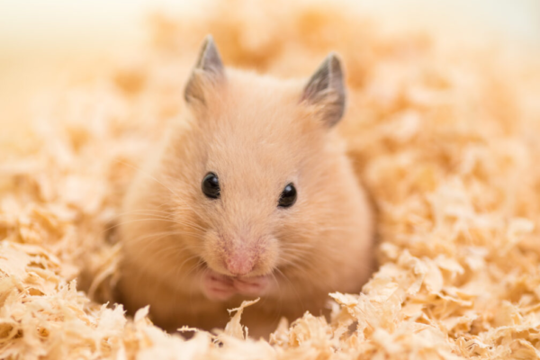 Hamster: Teman Kecil Penuh Kelembutan dalam Akuarium
