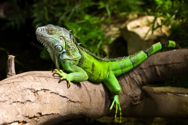 Iguana: Kharisma dan Keunikan Reptil yang Memukau