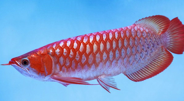 Ikan Arwana Super Red: Keanggunan dalam Ketangguhan Warna Merah yang Memukau